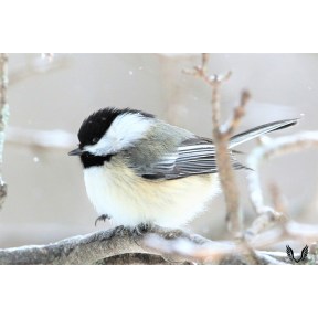 A Chick-a-dee sitting on a tree branch during the winter